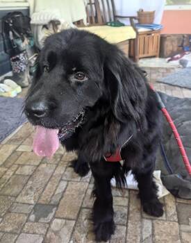 Chessa -  Newfoundland Dog Dog for Adoption in Ledyard, Connecticut - Chessa | PetCurious