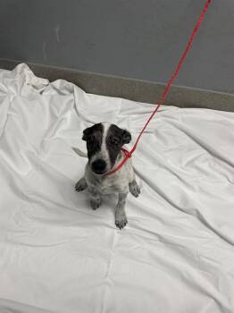 MARIA -  Chihuahua and Mixed Breed Dog for Adoption in Las Vegas, Nevada - MARIA | PetCurious