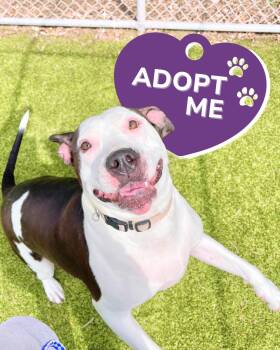 Rescue American Bulldog Dogs for Adoption in Miamitown, Ohio - Chase - Needs Foster Or Adopter Urgently! | PetCurious