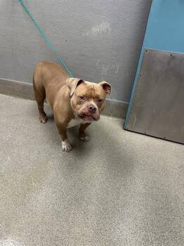 EROS -  Pit Bull Terrier Dog for Adoption in Las Vegas, Nevada - EROS | PetCurious