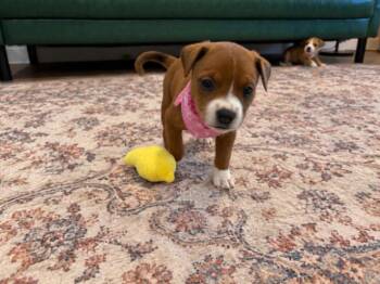 Cracklin Rosie -  Beagle and Boxer Dog for Adoption in Friendswood, Texas - Cracklin Rosie | PetCurious