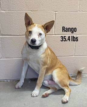 Rescue Australian Shepherd and Carolina Dog Dogs for Adoption in Clearfield, Kentucky - Rango | PetCurious