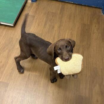 Journey -  Pointer and Chocolate Labrador Retriever Dog for Adoption in Beaumont, Texas - Journey | PetCurious