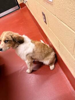 Mixed Breed Dogs Available for Adoption in Douglasville, Georgia - Taco | PetCurious