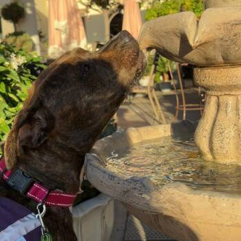 Stormy -  Pit Bull Terrier and Mixed Breed Dog for Adoption in San Diego, California - Stormy | PetCurious