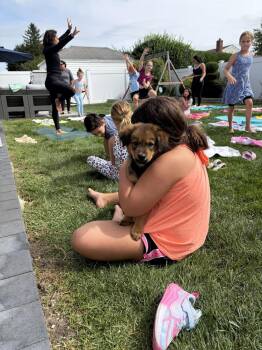 Laszlo -  Retriever Dog for Adoption in Valley Stream, New York - Laszlo | PetCurious