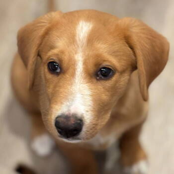 Rescue Mixed Breed Dogs for Adoption in Laramie, Wyoming - Rocky (FTF Program Only) | PetCurious