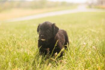 Goldendoodle and Mixed Breed Dogs Available for Adoption in Gradyville, Kentucky - Eliza - Transport | PetCurious