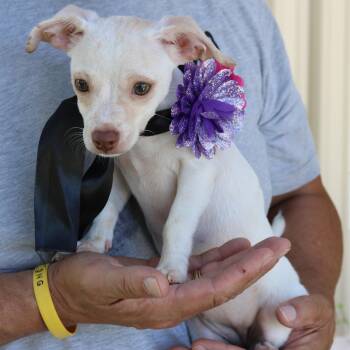 Darla -  Chihuahua and Dachshund Dog for Adoption in Bandera, Texas - Darla | PetCurious