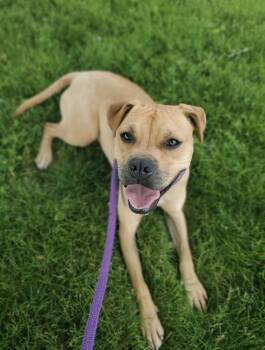 Krypto -  Boxer and Mixed Breed Dog for Adoption in Oxford, Michigan - Krypto | PetCurious