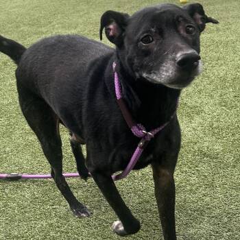 Odysseus -  Black Labrador Retriever Dog for Adoption in Chattanooga, Tennessee - Odysseus | PetCurious
