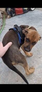 Hound Dogs Available for Adoption in Colorado Springs, Colorado - Scarlett | PetCurious