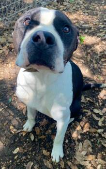 Mixed Breed and Pit Bull Terrier Dogs Available for Adoption in Lockhart, Texas - Donnie | PetCurious