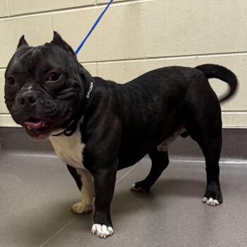 Pit Bull Terrier and Mixed Breed Dogs Available for Adoption in Bend, Oregon - 61911 | PetCurious