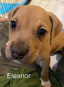 Eleanor -  Pit Bull Terrier Dog for Adoption in Newport, Kentucky - Eleanor | PetCurious