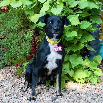 Hilary -  Labrador Retriever Dog for Adoption in Wake Forest, North Carolina - Hilary | PetCurious
