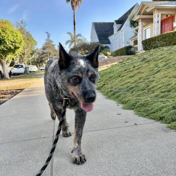 Chuck Wagon -  Cattle Dog Dog for Adoption in Los Angeles, California - Chuck Wagon | PetCurious