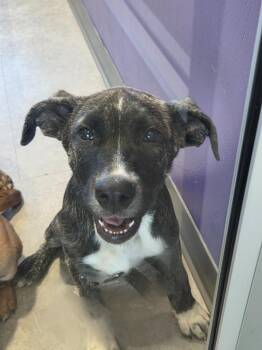 Paige -  Mixed Breed Dog for Adoption in Bossier City, Louisiana - Paige | PetCurious