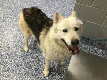Alaskan Malamute and Mixed Breed Dogs Available for Adoption - KENAI | PetCurious