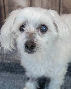 West Highland White Terrier Westie and Maltese Dogs Available for Adoption in Kennesaw, Georgia - Ralphie | PetCurious