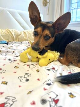 Rescue Chihuahua and Corgi Dogs for Adoption in New York, New York - Doris | PetCurious