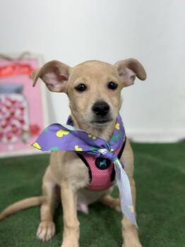 Pippin-One of our Amazing Rescue Dogs -  Chihuahua and Dachshund Dog for Adoption in Carlsbad, California - Pippin-One Of Our Amazing Rescue Dogs | PetCurious