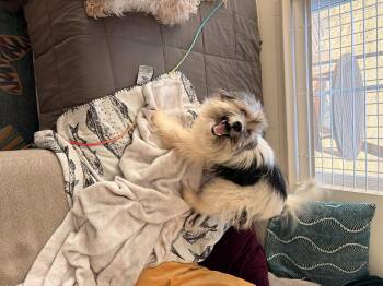 Wire Fox Terrier and Shih Tzu Dogs Available for Adoption - Mulder | PetCurious