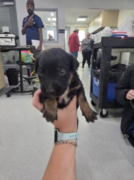 Rescue Australian Cattle Dog Blue Heeler and Mixed Breed Dogs for Adoption in Fort Worth, Texas - Cardo | PetCurious