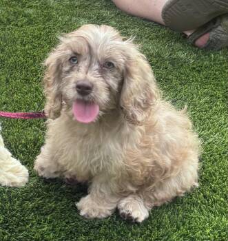 Lady -  Cocker Spaniel and Poodle Dog for Adoption in Overland Park, Kansas - Lady | PetCurious
