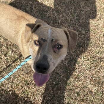 Hound Dogs Available for Adoption - Odin | PetCurious