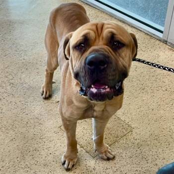 Boerboel Dogs Available for Adoption - ASLAN | PetCurious