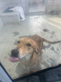 Rescue Rhodesian Ridgeback and Mixed Breed Dogs for Adoption in Houston, Texas - TILLY | PetCurious