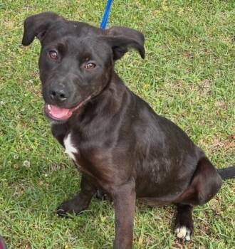 Labrador Retriever and Mountain Cur Dogs Available for Adoption in Washington, District Of Columbia - Pup Violet | PetCurious