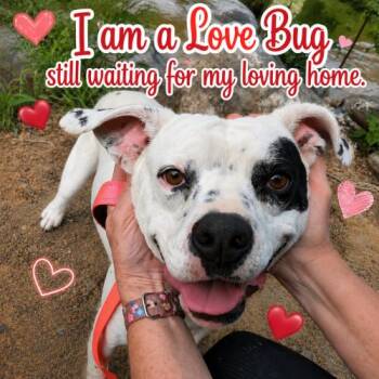 Willie -  American Bulldog and Boxer Dog for Adoption in Leesburg, Alabama - Willie | PetCurious