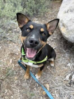 Mixed Breed Dogs Available for Adoption in Truckee, California - Cade | PetCurious