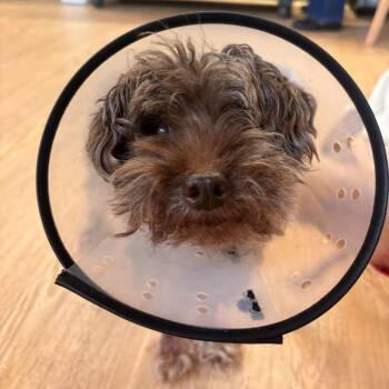 Glee Club 14469 -  Silky Terrier and Poodle Dog for Adoption in San Francisco, California - Glee Club 14469 | PetCurious