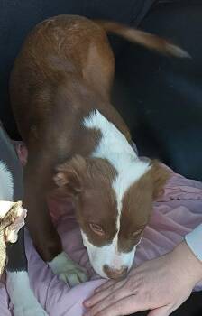 Pit Bull Terrier and Mixed Breed Dogs Available for Adoption - Goldie | PetCurious