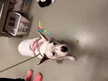 Rescue Pit Bull Terrier Dogs for Adoption in Leavenworth, Kansas - 25-0646 " Miss Piggy" | PetCurious