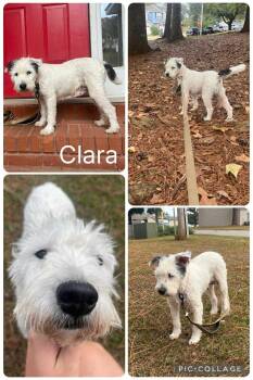 Rescue Wirehaired Terrier Dogs for Adoption in Enterprise, Alabama - Clara | PetCurious