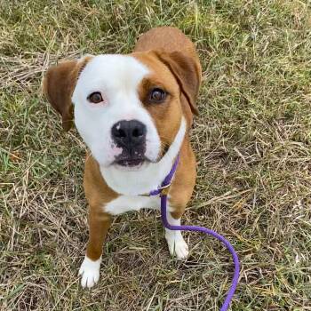 Rescue Pit Bull Terrier Dogs for Adoption in Allegan, Michigan - Sammy | PetCurious
