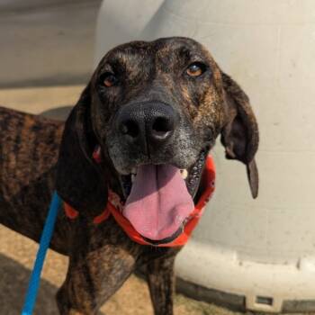 Rescue Mixed Breed Dogs for Adoption in Alabaster, Alabama - Paws | PetCurious