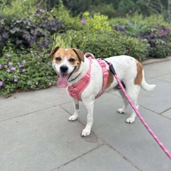 Rescue Beagle and Labrador Retriever Dogs for Adoption in Elmsford, New York - Gemma **Courtesy Post** | PetCurious