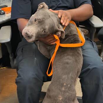 Cinnabun -  Mixed Breed Dog for Adoption in Memphis, Tennessee - Cinnabun | PetCurious