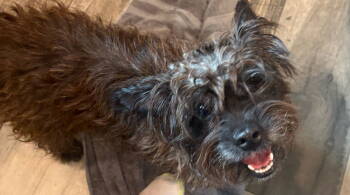 Rescue Cairn Terrier Dogs for Adoption in Mount Pleasant, South Carolina - Blanche | PetCurious