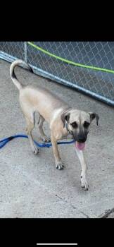 Rescue Black Mouth Cur Dogs for Adoption in Holly Springs, Mississippi - Lucy | PetCurious