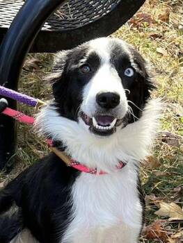Rescue Border Collie Dogs for Adoption in Chestertown, Maryland - Cleo | PetCurious
