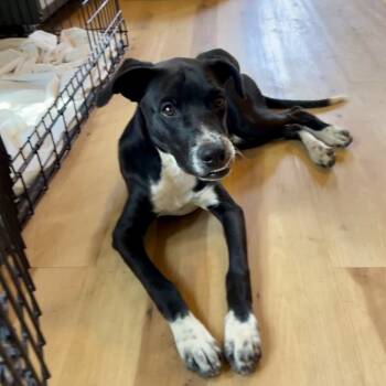 Rescue Mixed Breed Dogs for Adoption in Moab, Utah - Snap | PetCurious