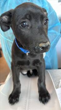 Mixed Breed Dogs Available for Adoption in West Chester, Pennsylvania - Clapper (Dk Blue) | PetCurious