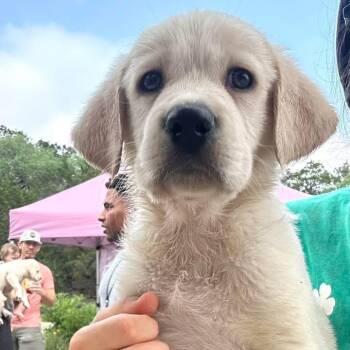 Kane -  Labrador Retriever and Hound Dog for Adoption in San Antonio, Texas - Kane | PetCurious