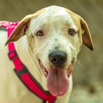 Rescue Mixed Breed Dogs for Adoption in Decatur, Georgia - Max Goof | PetCurious
